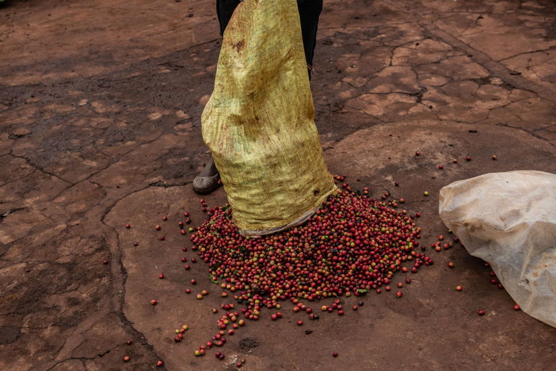 Coffee Beans Aren’t Even Beans | Getty Images Photo by Andrew Renneisen
