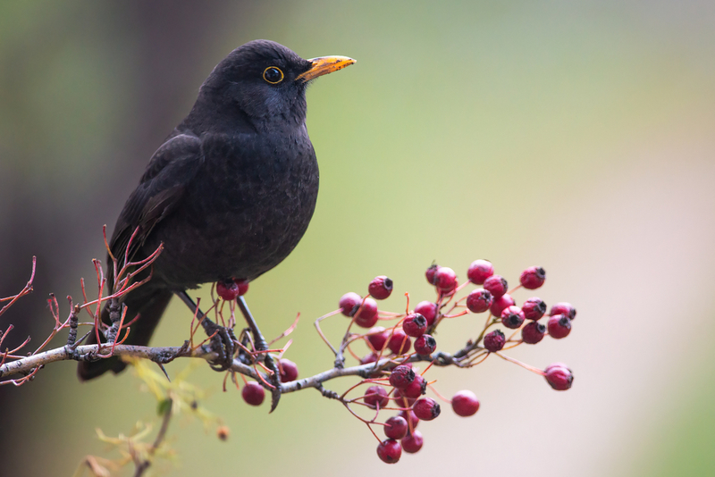 The True Meaning Behind the Lyrics of ‘Blackbird’ by the Beatles | Shutterstock