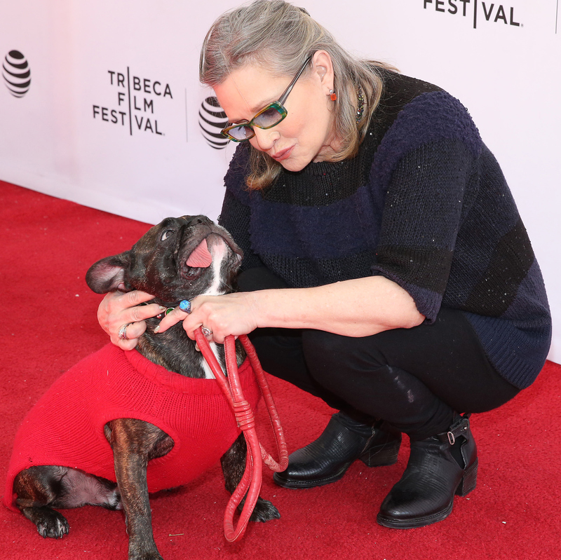 Gary the Dog Able to Recognize Owner Carrie Fisher in ‘Star Wars: The Last Jedi’ | Getty Images 