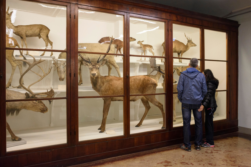 Museo Civico Craveri Di Storia Naturale: Italy’s Museum of Zoology | Alamy Stock Photo