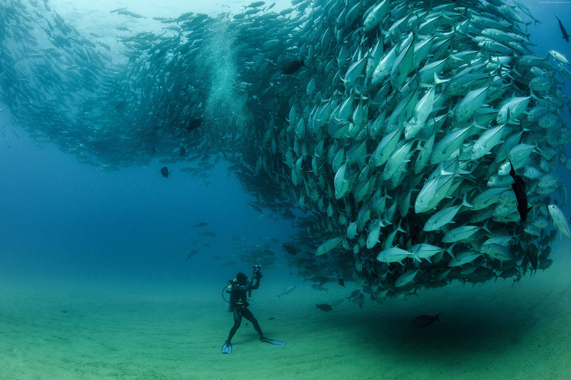 Plonger dans un banc de poissons | Shutterstock
