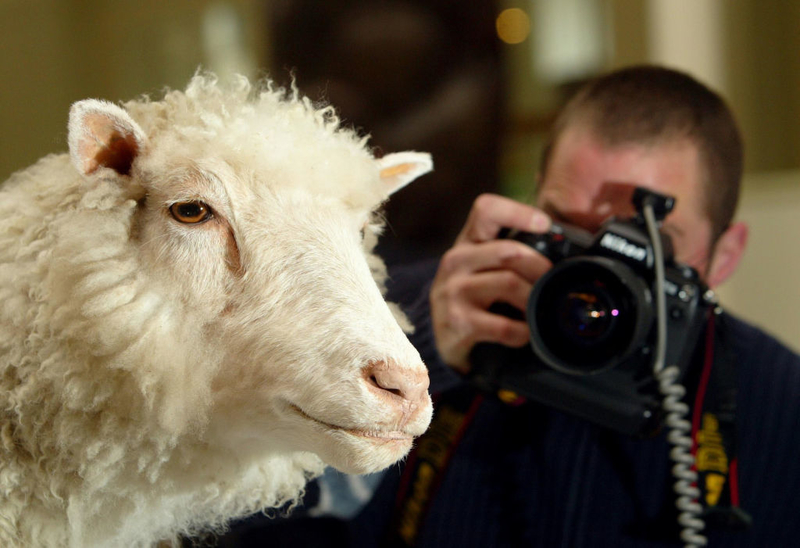 Un mouton cloné porte son nom | Getty Images Photo by Maurice McDonald - PA Images