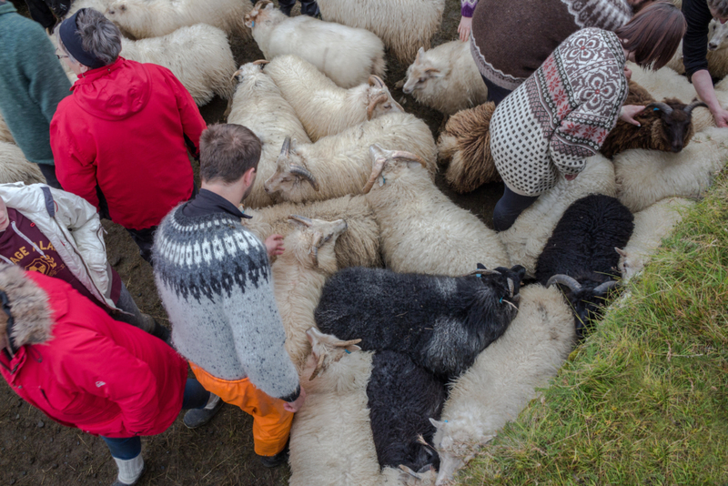 La population islandaise de moutons | Alamy Stock Photo by Kristinn Thorlaksson
