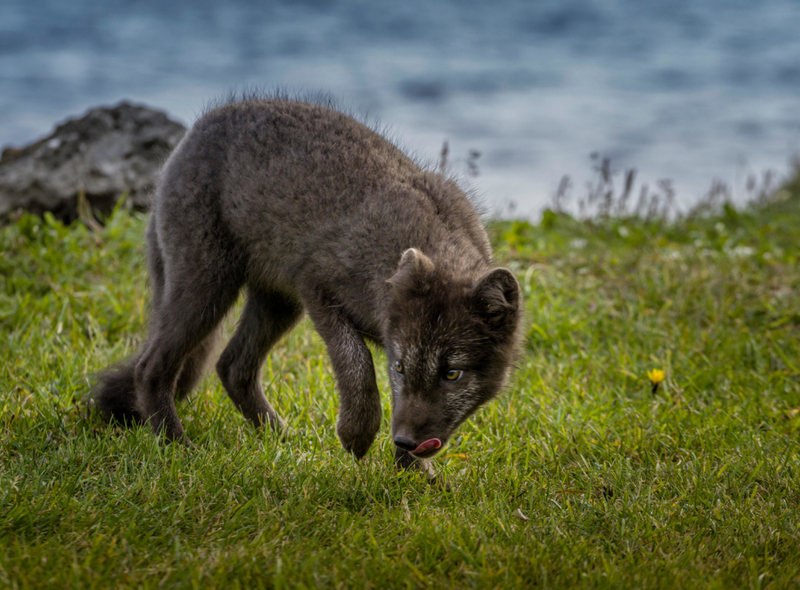 Le seul mammifère natif à l'Islande | Alamy Stock Photo by Ragnar Th Sigurdsson/ARCTIC IMAGES 