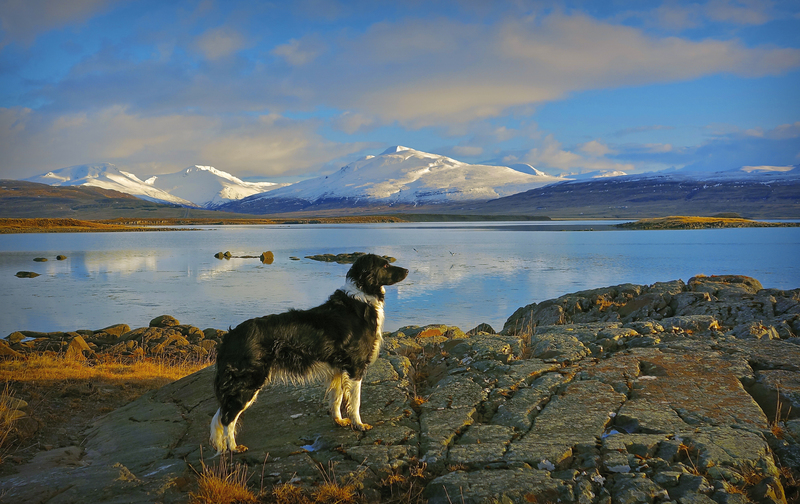 Les chiens ont été bannis de Reykjavik | Getty Images Photo by kraftaverk1