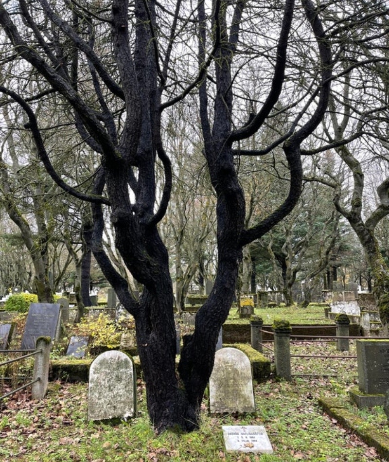 La tradition Nordique qui veut que l’on plante des arbres sur les tombes | Reddit.com/Yako_hello_nurse