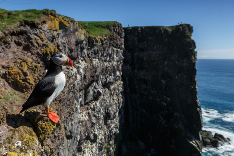 Les oiseaux islandais | Alamy Stock Photo by Menno Schaefer
