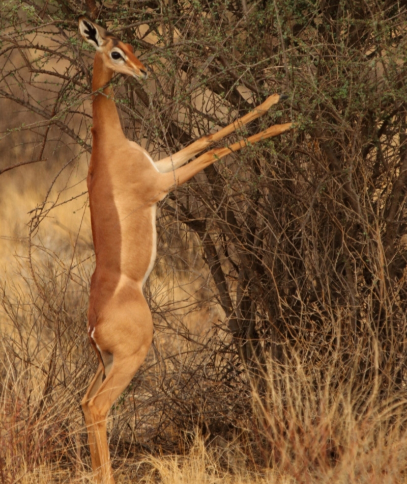 Die Giraffengazelle | Alamy Stock Photo