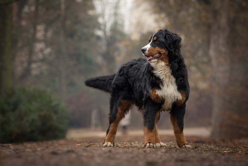 60. Bernese Mountain Dog | Shutterstock