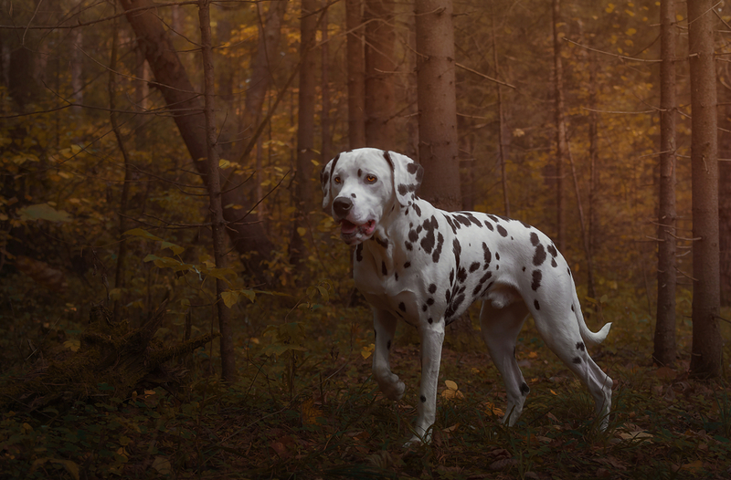 9. Dalmatian | Shutterstock