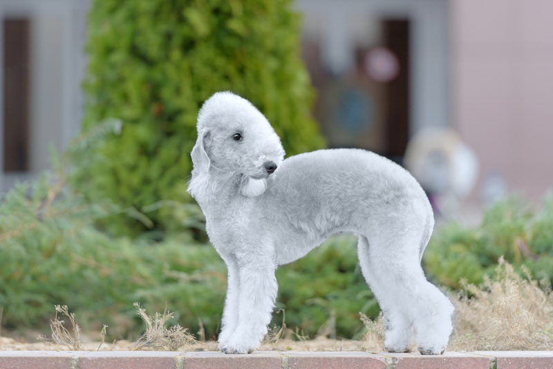 42. Bedlington Terrier | Shutterstock