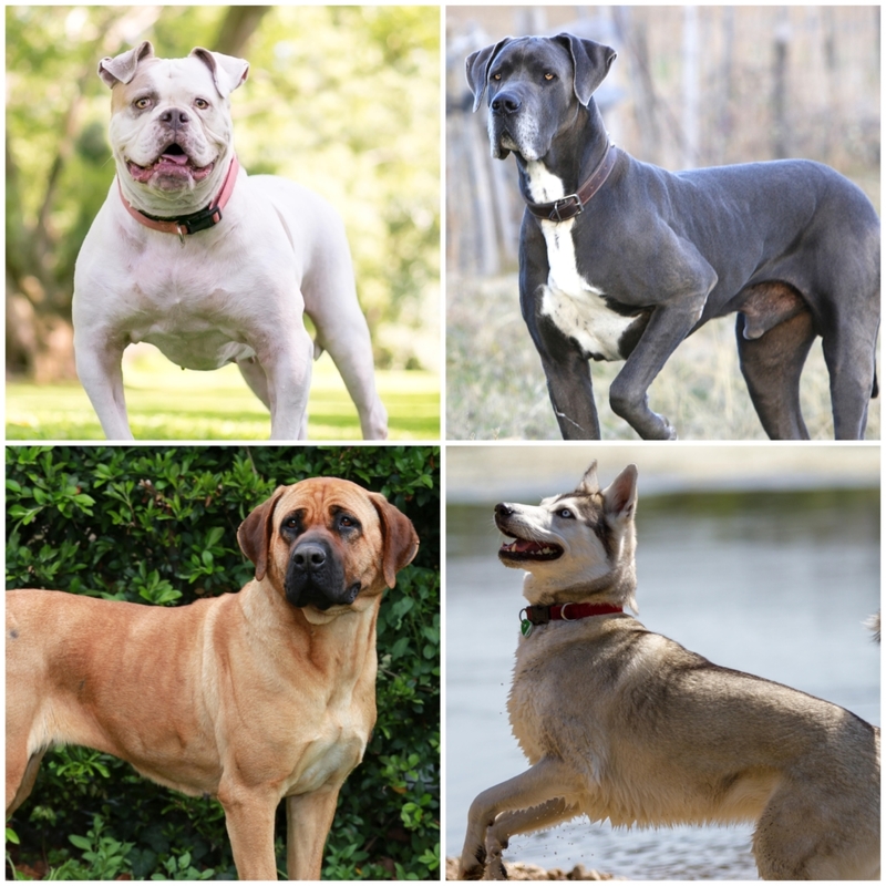 Most Dangerous Dog Breeds In The World | Alamy Stock Photo