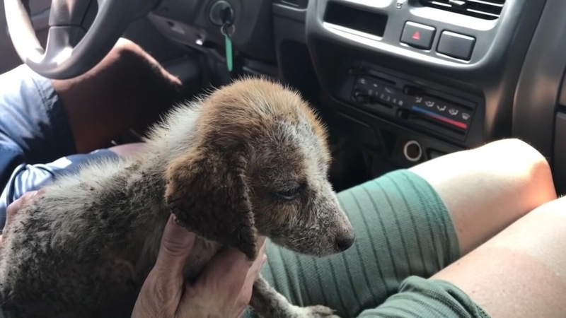 They Thought That Saving the Puppy’s Life Might Be Hopeless | 