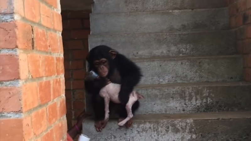 Snafu Made Friends with the Chimps | 