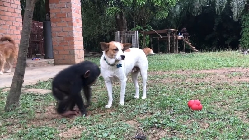 Snafu Grew Up With the Rescued Chimps | 