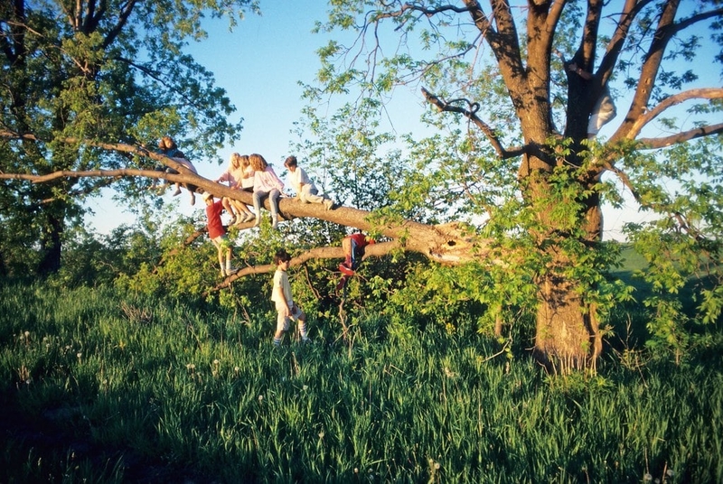 Climbing Trees Is Safer Than Organized Sports | 