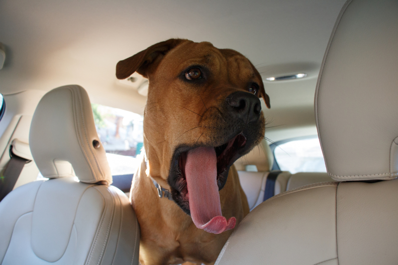 Dogs in Cars = Fun Stories | Shutterstock