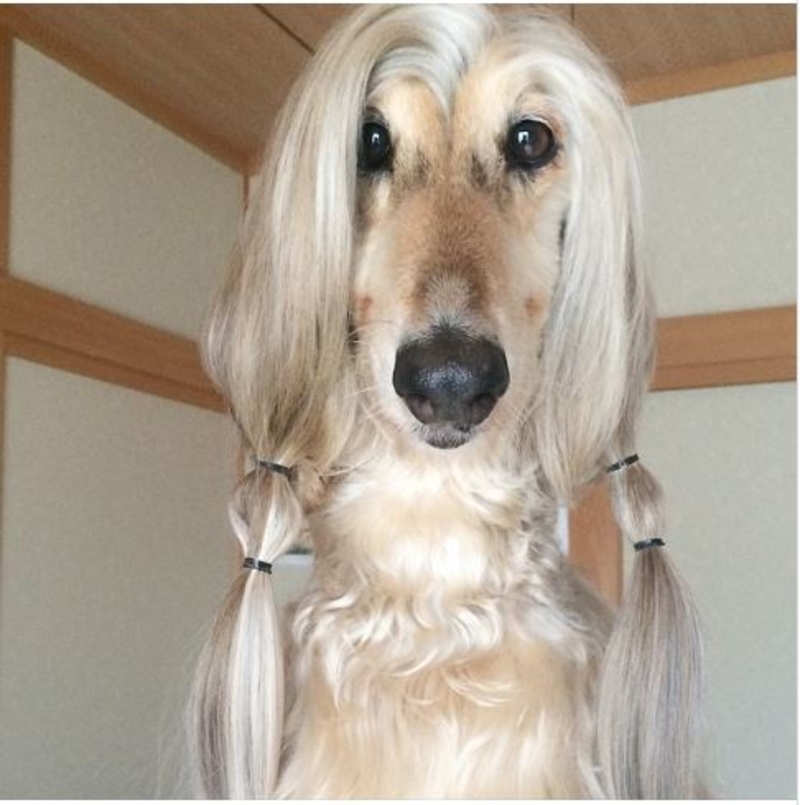Dog Hairdos That Make Them Look Like Humans – Page 34 – Herald Weekly
