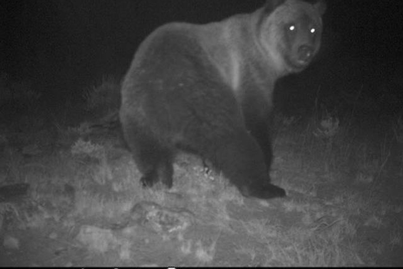 Trail Cams Capture Real Wild Life Photos – Page 52 – Herald Weekly