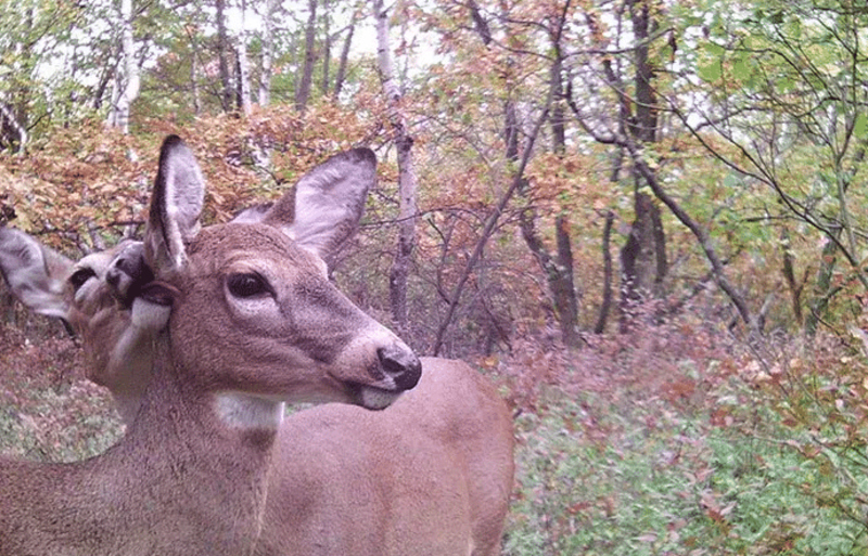 Trail Cams Photos That Capture Real Wild Life Photos Part 2 – Page 