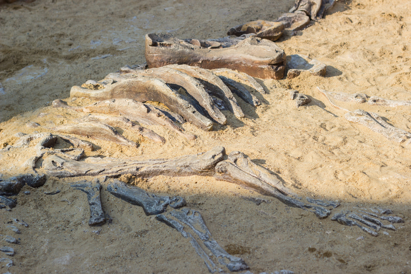 New Dinosaur Discoveries: Eggs, Embryos, Teeth, and Much More | Shutterstock