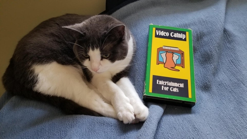 Cat Entertainment | Reddit.com/user/probnot/