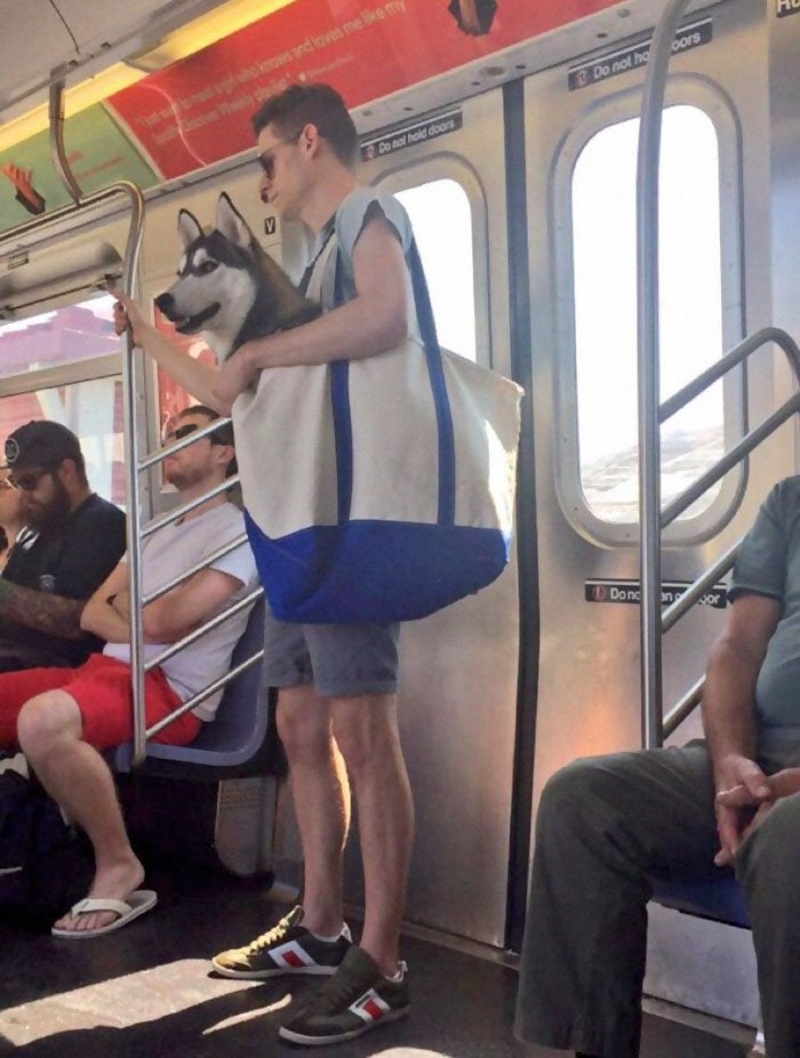 Dogs in Carriers | twitter.com/alexromano