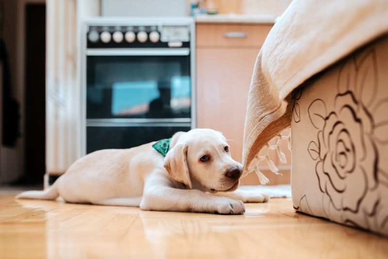 Chewing on the Furniture Doesn't Mean They're Hungry | Shutterstock Photo by Branislav Nenin