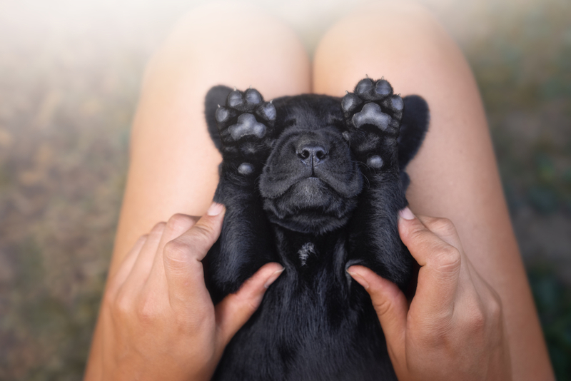 Tickle Paws | Shutterstock Photo by manushot
