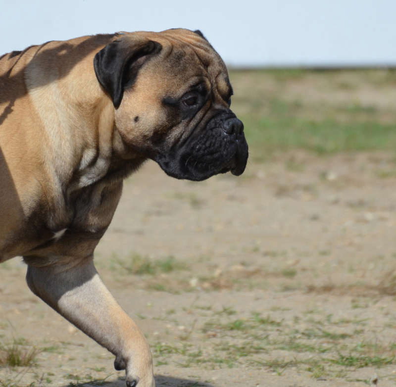 Why Your Dog Paces Back and Forth | Shutterstock Photo by DejaVuDesigns