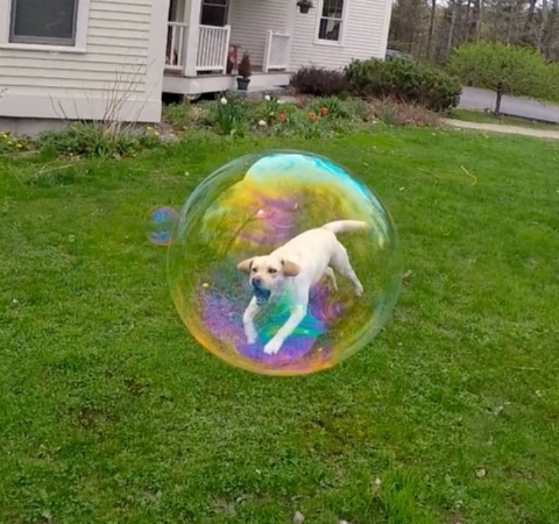 Bubble Dog | Instagram/@dognamedstella