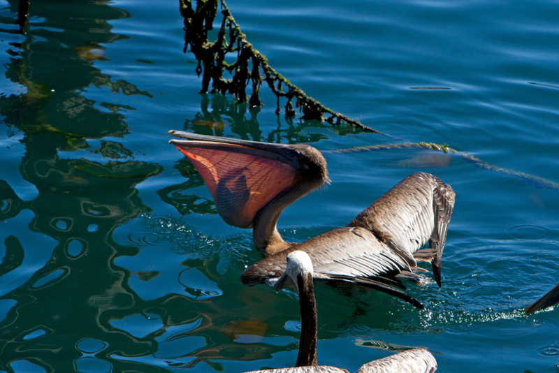 Pelican Pockets | Alamy Stock Photo