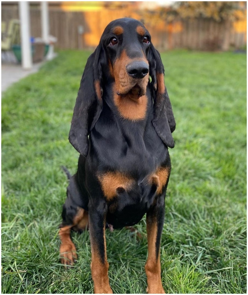 Lou with the Longest Ears | Instagram/@toodaloo.coonhounds