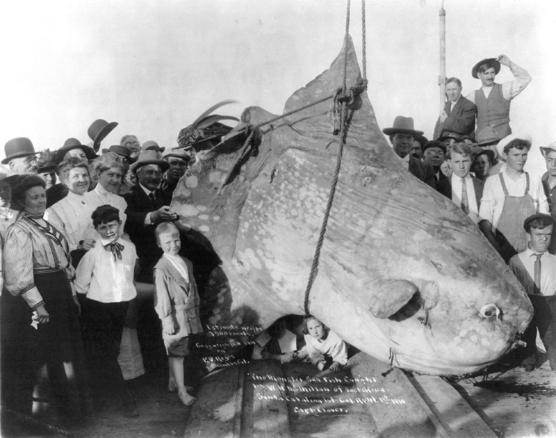 The Biggest Fish On The Planet: Ocean Sunfish | Alamy Stock Photo