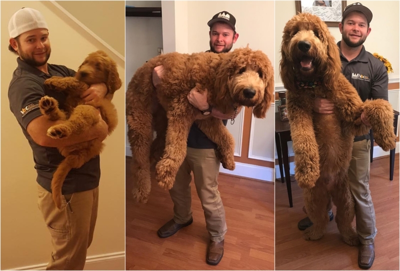 That's One Shaggy Dog | Instagram/@doods.gus.and.ollie