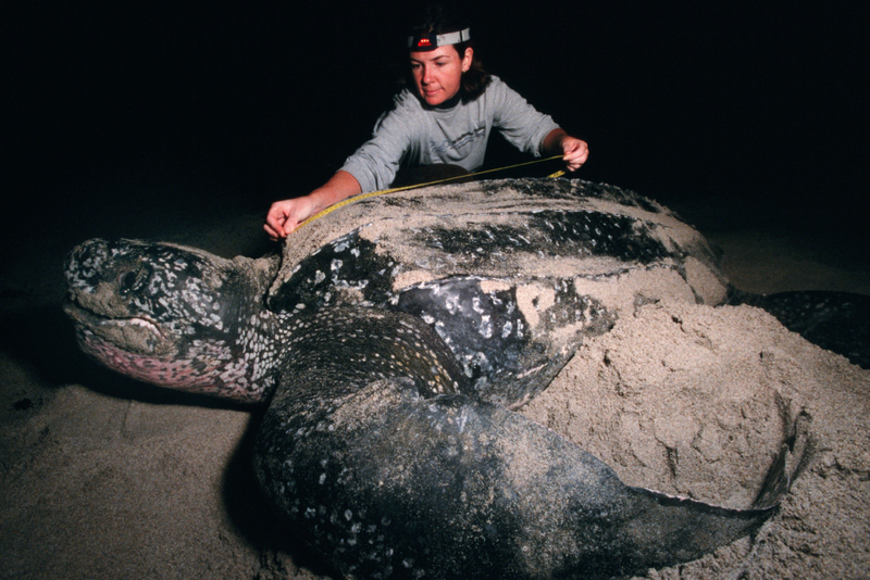 The Leatherback Sea Turtle | Alamy Stock Photo