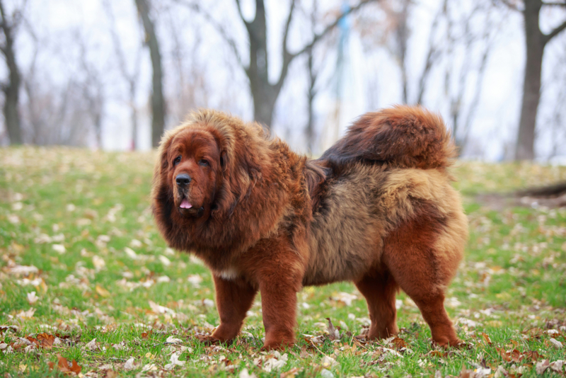 A Red Tibetan Mastiff Sold For $1.5 Million | Getty Images Photo by DevidDO