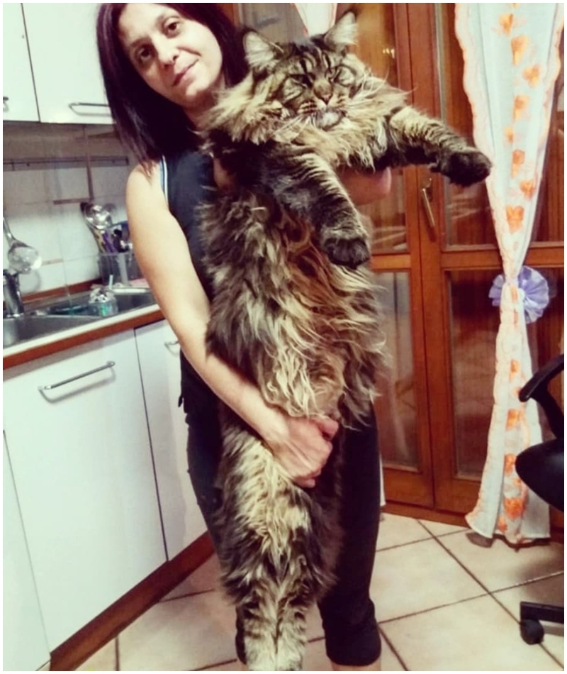 Barivel the Monster Domestic Cat | Instagram/@barivel_maine_coon