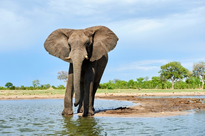 The African Elephant Is The Largest Terrestrial Animal | Alamy Stock Photo