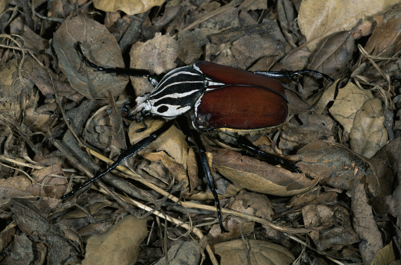 The Goliath Beetle | Getty Images Photo by David A. Northcott