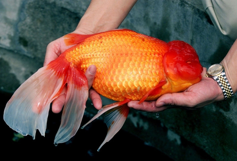 The 3-Pound Goldfish | Alamy Stock Photo