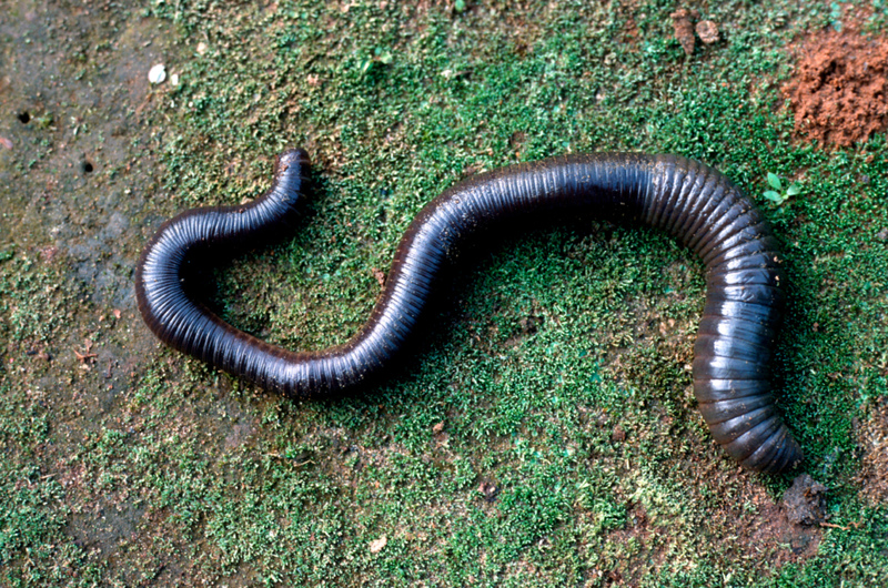This Earthworm Is As Big As A Snake | Alamy Stock Photo