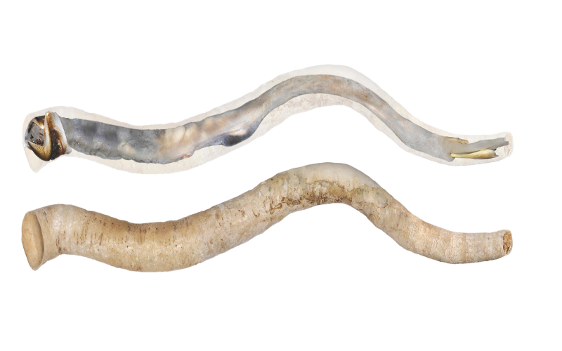 This Giant Shipworm | Alamy Stock Photo
