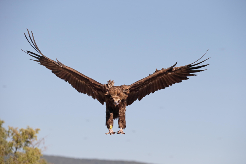Cinereous Vulture Has An 8-10 Foot Wingspan | Alamy Stock Photo