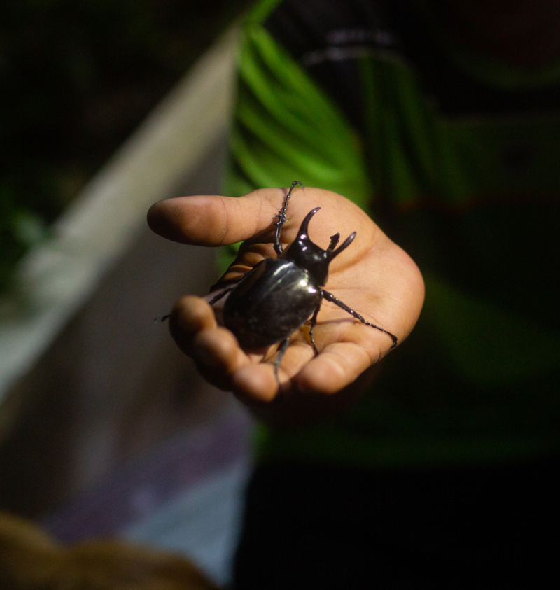 The Biggest Atlas Beetle | Shutterstock