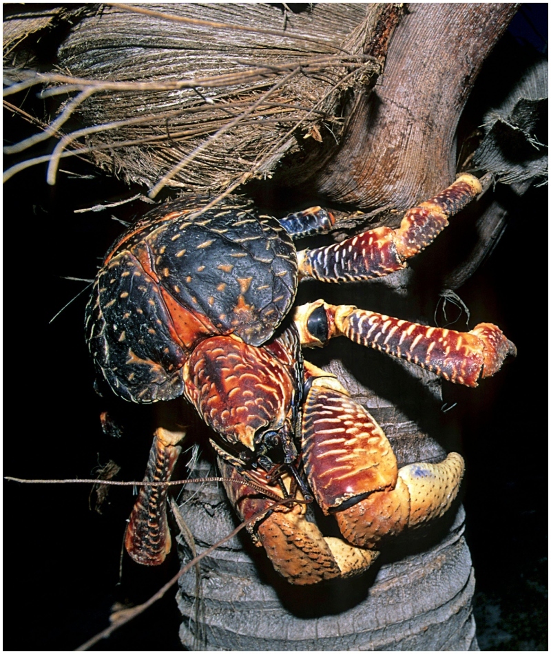 The Three-Foot Long Coconut Crab | Alamy Stock Photo