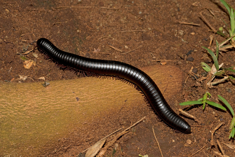 The World’s Largest Millipede | Alamy Stock Photo