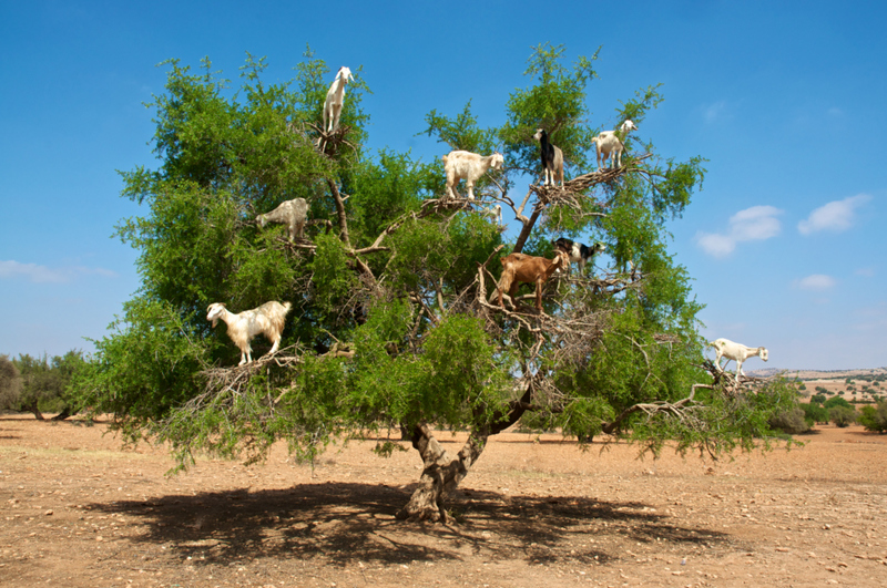 Yes, Goats Climb Trees | Getty Images Photo by aerostato