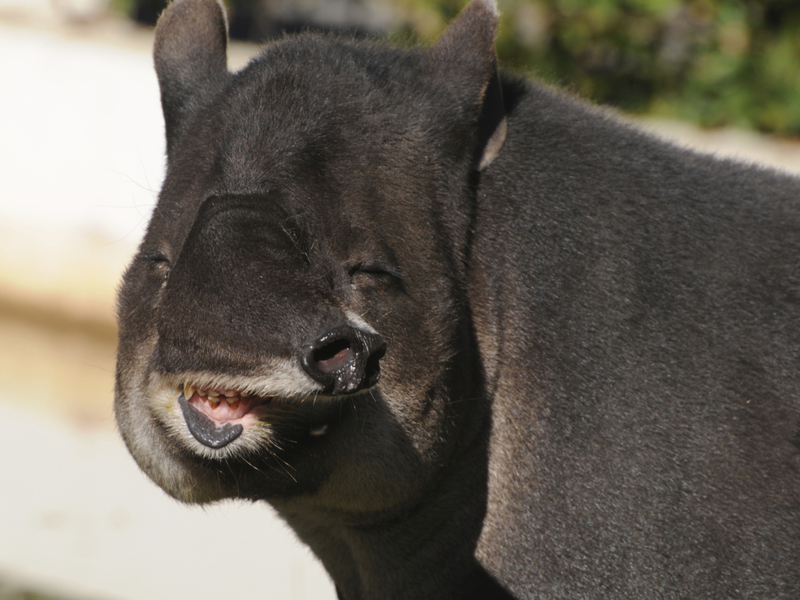 Tapirs Have Very Flexible Noses | Getty Images Photo by Nancy Nehring