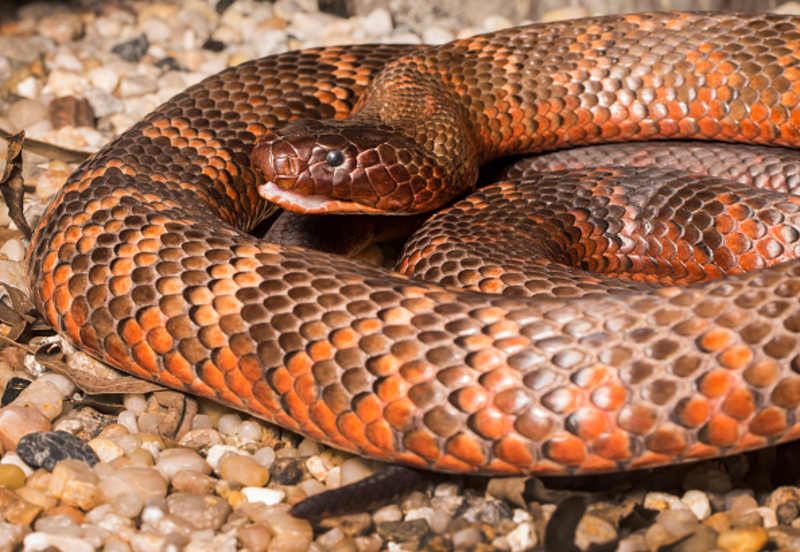 Snakes With Bright Colors Are Often Dangerous | Getty Images Photo by Jono Searle
